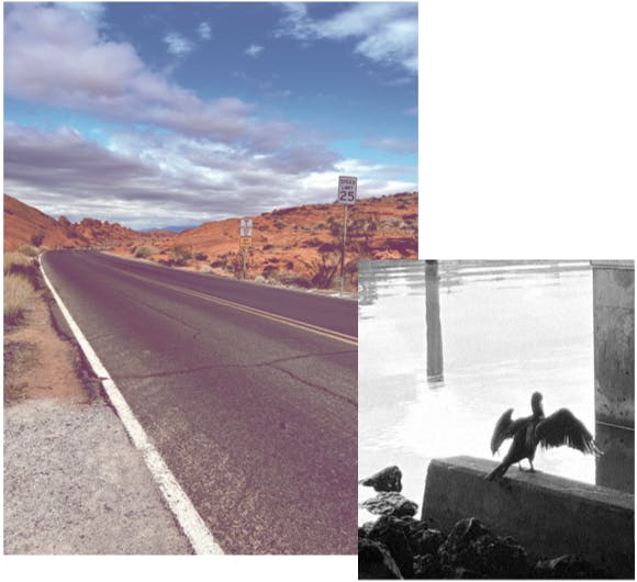 photo of a road in the desert and photo of a bird